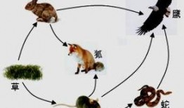 在线观看食物链完整版,在线观看完整版深度解析